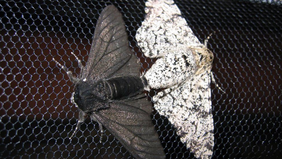 What Was The Industrial Revolution Of Peppered Moths?