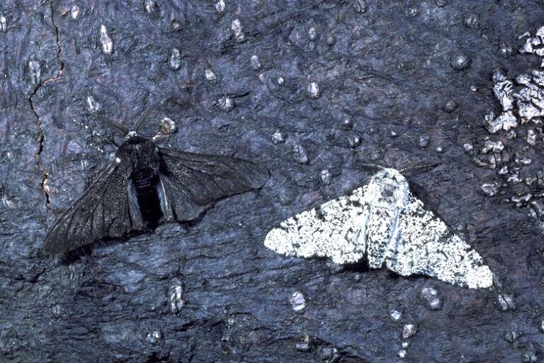 What Was The Industrial Revolution Of Peppered Moths?